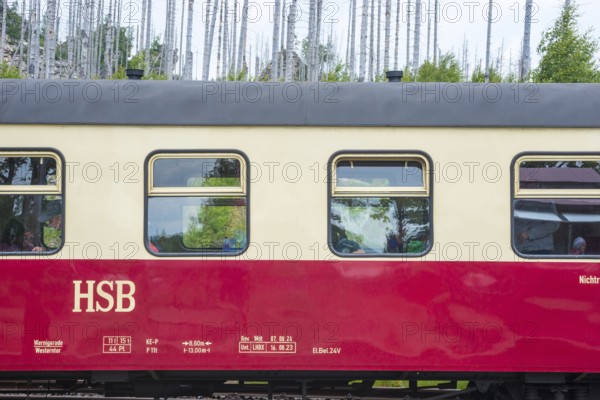 Detail, close-up of the Harz narrow-gauge railways, red and white railway car, passenger train with people in Schierke station against forest backdrop, narrow-gauge railway, dead wood of common spruce (Picea abies), also common spruce, red spruce, redfir, forest rejuvenation, renewable trees, dead, forest, drought, low mountain range, nature reserve, drought, forest conversion, spruce death, Railway from Drei Annen Hohne to Brocken, Harz National Park, Ostharz, Harz, Wernigerode, Harz District, Saxony-Anhalt, Germany