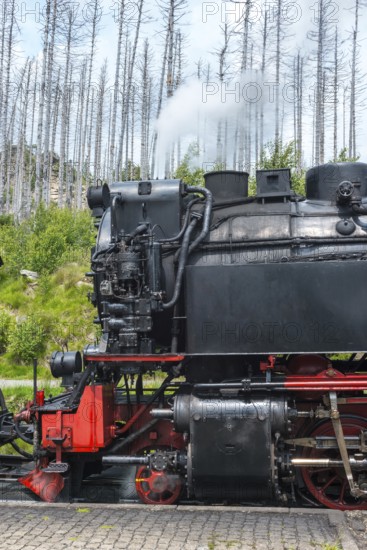 Side view of a steaming locomotive, steam locomotive, detail, close-up of the Harz narrow-gauge railways in Schierke station against forest backdrop, narrow-gauge railway, dead wood, common spruce (Picea abies), also common spruce, red spruce, redfir, forest rejuvenation, renewable trees, dead, forest, low mountain range, nature reserve, drought, spruce death, brocken railway of three Annen Hohne zum Brocken, Harz National Park, Ostharz, Harz, Wernigerode, Harz District, Saxony-Anhalt, Germany