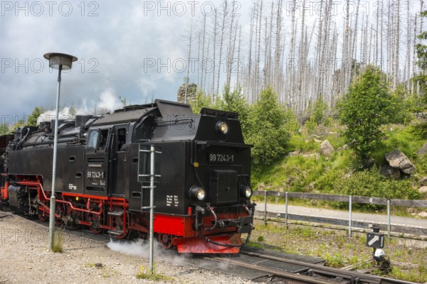Close-up of a steam locomotive, rails, front of a steaming railway locomotive, steam locomotive, detail, steam cloud, Harzer narrow-gauge railways, narrow-gauge railway at Schierke station against forest backdrop, dead wood from the common spruce (Picea abies), also common spruce, forest rejuvenation, renewable trees, forest, low mountain range, spruce dying, brocken railway by Drei Annen Hohne zum Brocken, Harz National Park, Ostharz, Harz, Wernigerode, Harz District, Saxony-Anhalt, Germany