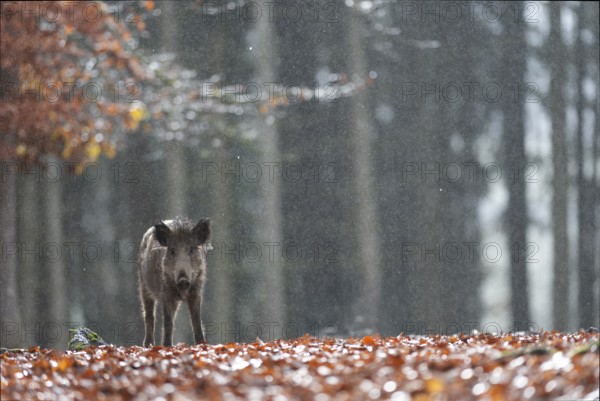 Wild boar defector, Daun, Rhineland-Palatinate, Germany