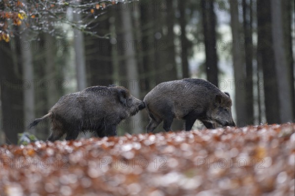 Strong wild boar boar with stream in rain, Daun, Rhineland-Palatinate, Germany