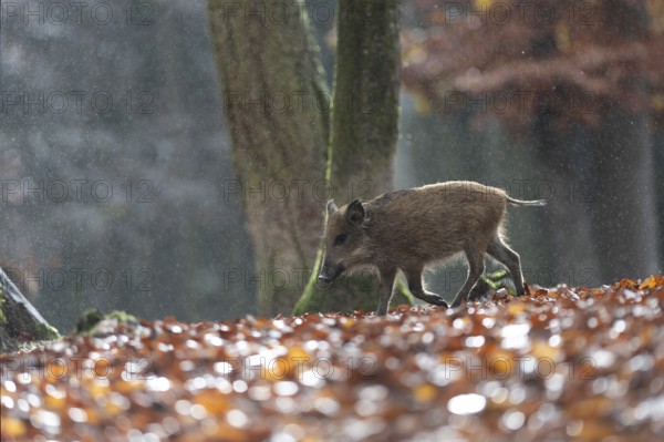 Wild boar newbie in the rain, Daun, Rhineland-Palatinate, Germany
