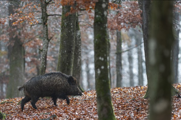 Strong boar in rain, Daun, Rhineland-Palatinate, Germany