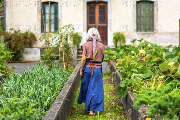 Senior woman in blue apron walks between raised beds of lush vegetables in her backyard, tending homegrown, organic produce in a sunny rural garden for healthy, sustainable living