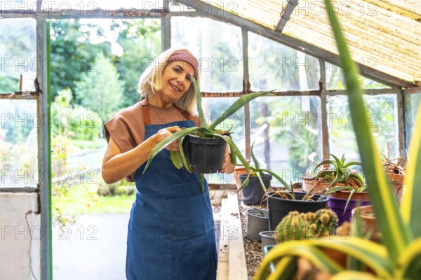 Senior woman wearing an apron and headband smiling, standing inside a rustic greenhouse while potting an aloe vera plant, enjoying her gardening hobby