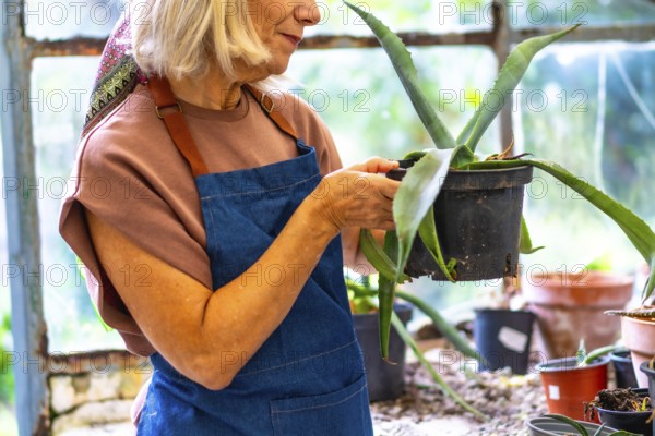 Senior woman tending to her plants in a rustic greenhouse, holding a potted succulent, engaging in a fulfilling hobby and embracing sustainable living practices