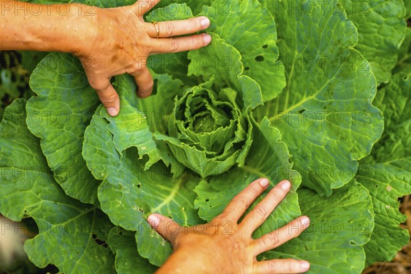 Gardener's hands inspecting a vibrant green cabbage head, illustrating organic farming, fresh produce, and sustainable food practices in a home garden