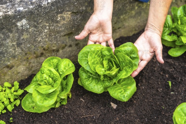 Gardener hands gently cradling vibrant green lettuce growing in dark rich soil, highlighting sustainable farming practices and the joy of cultivating fresh healthy food