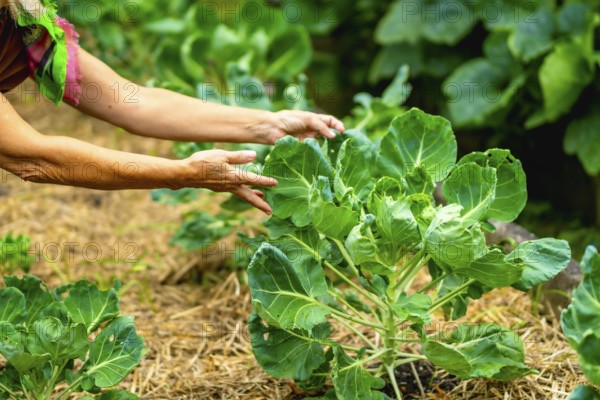 Woman hands caring for developing brussels sprouts plants in a sustainable garden setting, symbolizing organic farming, healthy eating, and nature connection