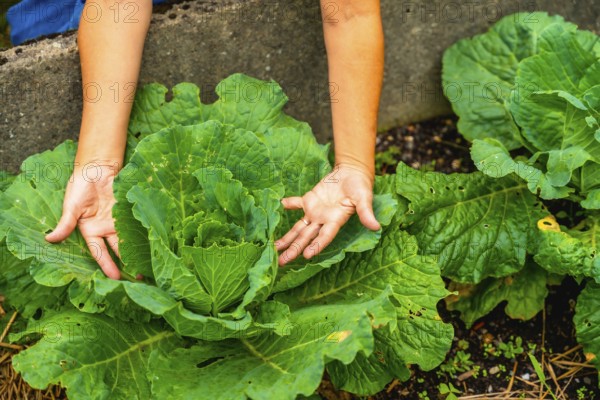 Gardeners hands inspecting a large healthy organic cabbage in a fertile garden bed, highlighting sustainable homegrown produce, fresh harvest and eco friendly cultivation