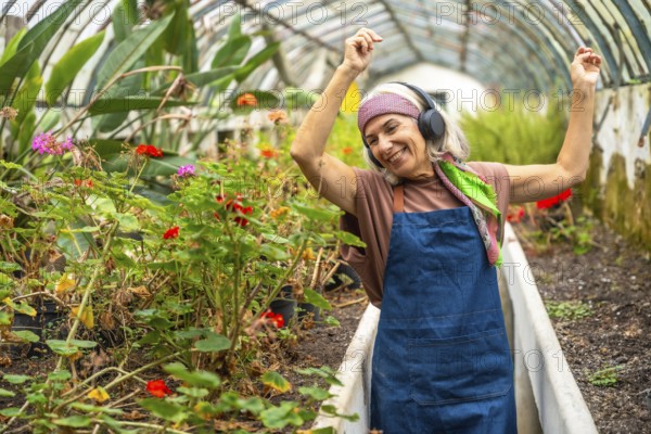 Senior woman wearing headphones and an apron, dancing with hands up, finding joy while working and listening to music in her vibrant plant filled greenhouse