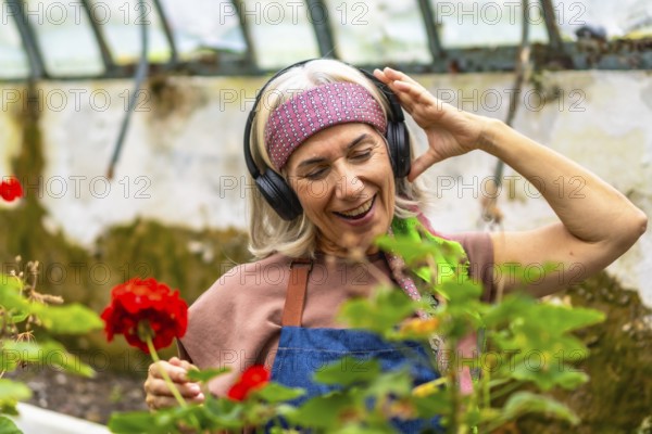 Senior woman with gray hair wearing headphones, smiling and dancing while tending vibrant red flowers in a sunlit greenhouse, enjoying music and gardening joy