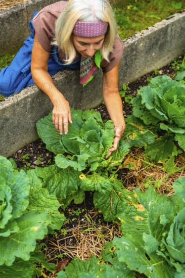 Senior woman with a bandana and an apron kneeling in an outdoor raised bed, reaching down to harvest fresh organic cabbage from her thriving home vegetable garden
