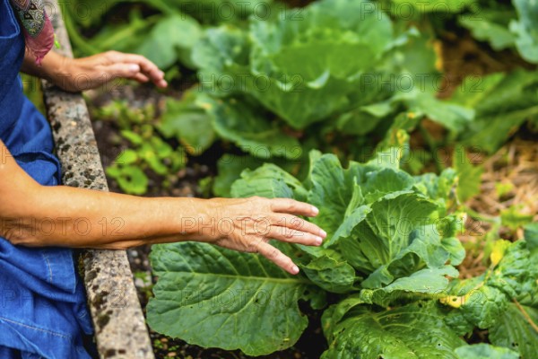 Woman's wrinkled hands are gently touching a thriving green cabbage plant in a home vegetable garden, symbolizing sustainable farming, fresh produce, and connection to nature
