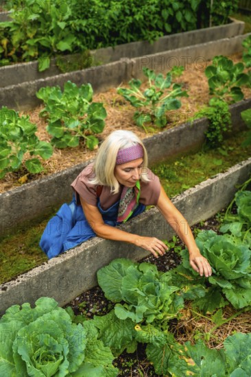 Senior woman in a raised bed garden is actively caring for fresh green vegetables, embracing a healthy lifestyle and sustainable food cultivation as a rewarding hobby