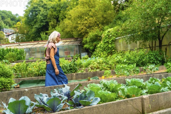Senior woman walking through a bountiful organic vegetable garden with raised beds, cultivating fresh produce and embracing a sustainable, healthy lifestyle