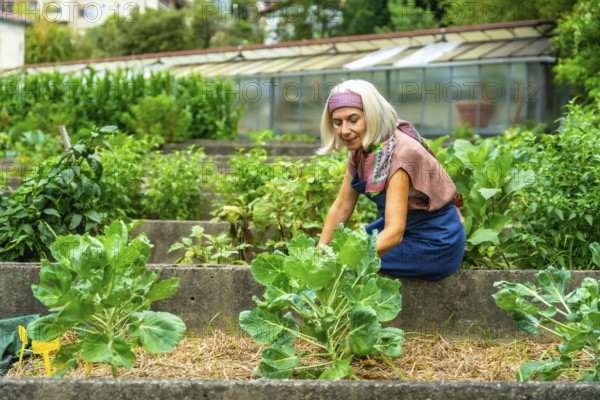 Senior woman tending to her home vegetable garden, planting organic brussels sprouts in a raised bed, reflecting a healthy lifestyle and sustainable living