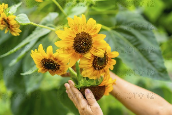 Hands gently tending vibrant yellow sunflowers in a lush green garden, capturing growth, warmth, and the joyful serenity of summer gardening and nature care outdoors