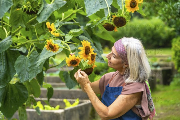 Senior woman tending sunflowers in a vibrant garden, smiling as she inspects blooms and enjoys peaceful outdoor hobby time, sunlight, nature and relaxed retirement well being