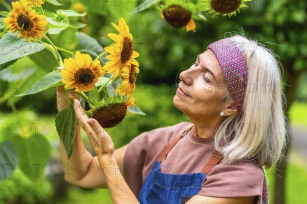 Senior woman finding joy and fulfillment in her gardening hobby, gently touching vibrant sunflowers while spending time outdoors in her lush green garden