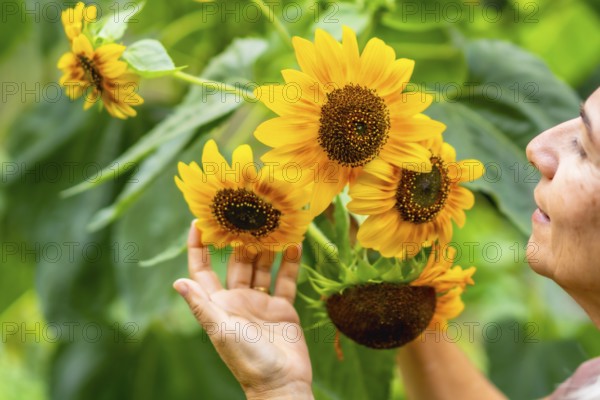 Woman's hand gently touching vibrant sunflower petals in a lush green garden, capturing summer warmth, natural beauty and a peaceful connection with nature outdoors