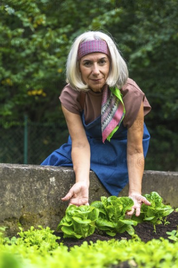 Senior woman harvesting fresh organic lettuce from a raised bed, smiling as she tends her urban garden, embracing sustainable living, healthy food and active retirement