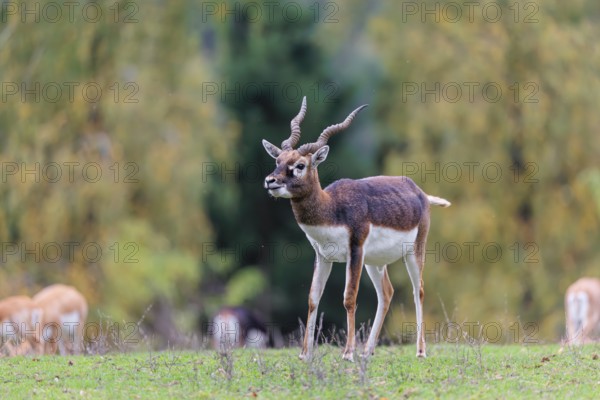 A male blackbuck (Antilope cervicapra) stands on a green meadow on a cloudy day. Some females can be seen in the background. India, Pakistan, Bangladesh