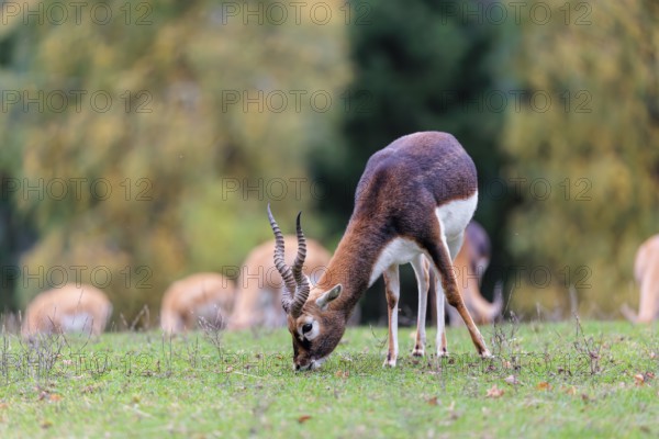 A male blackbuck (Antilope cervicapra) grazes on a green meadow on a cloudy day. Some females can be seen in the background. India, Pakistan, Bangladesh