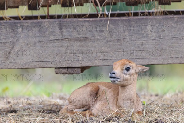 A blackbuck calf (Antilope cervicapra) lies on a feeding place on a cloudy day. India, Pakistan, Bangladesh