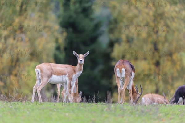 A female and a male blackbuck (Antilope cervicapra) stand on a green meadow on a cloudy day. Some females can be seen in the background. India, Pakistan, Bangladesh