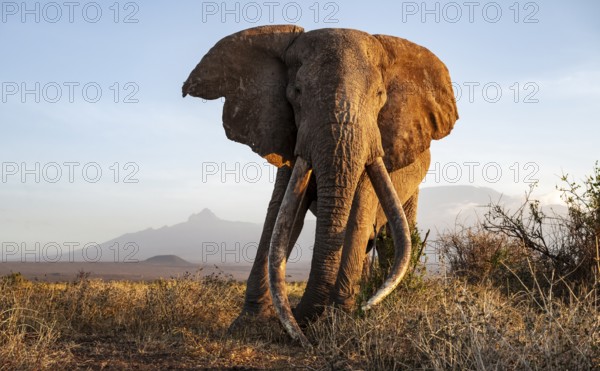 African elephant (Loxodonta africana) with Kilimanjaro, the famous Super Tusker elephant Craig, old male with long tusks, evening light, Amboseli, Kajiado County, Kenya