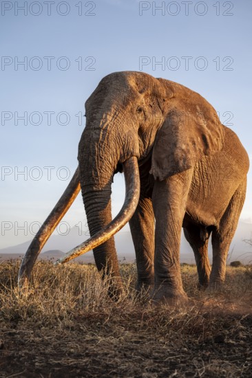 African elephant (Loxodonta africana), the famous Super Tusker elephant Craig, old male with long tusks, evening light, Amboseli, Kajiado County, Kenya