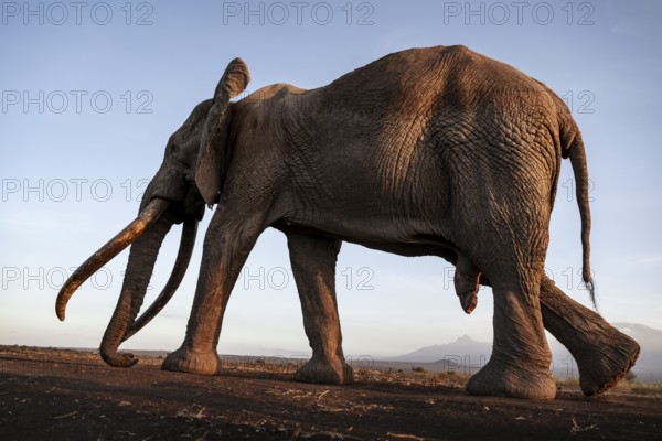 African elephant (Loxodonta africana), the famous Super Tusker elephant Craig, old male with long tusks, evening light, Amboseli, Kajiado County, Kenya