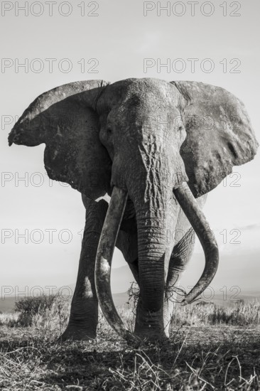 Black and white, African elephant (Loxodonta africana), the famous Super Tusker elephant Craig, old male with long tusks, Kajiado County, Kenya
