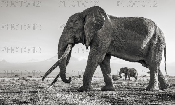 Black and white, African elephant (Loxodonta africana), the famous Super Tusker elephant Craig, old male with long tusks, Kajiado County, Kenya