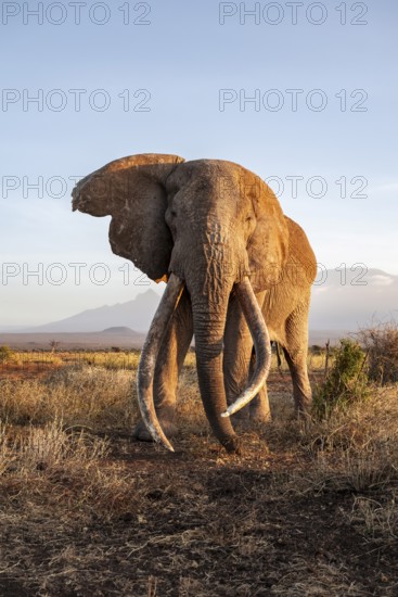 African elephant (Loxodonta africana) with Kilimanjaro, the famous Super Tusker elephant Craig, old male with long tusks, evening light, Amboseli, Kajiado County, Kenya