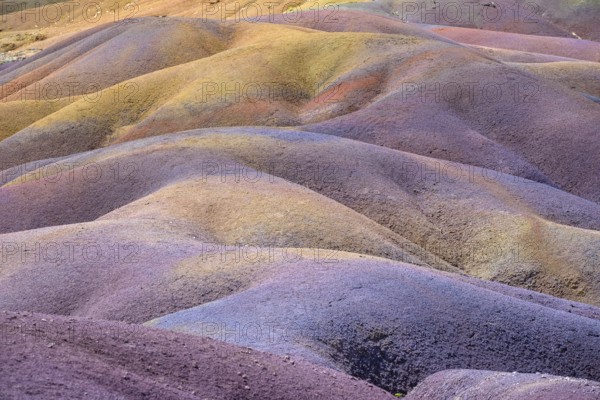 Colourful wavy hills that offer a surreal sight in purple and yellow. Africa, East Africa, Mauritius, Chamarel, Seven Coloured Earth