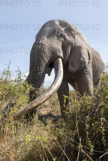 African elephant (Loxodonta africana) eats leaves, the famous Super Tusker elephant Craig, old male with long tusks, Kajiado County, Kenya