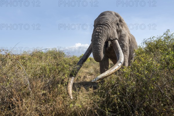 African elephant (Loxodonta africana) eats leaves, the famous Super Tusker elephant Craig, old male with long tusks, Kajiado County, Kenya
