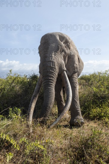African elephant (Loxodonta africana), the famous Super Tusker elephant Craig, old male with long tusks, Kajiado County, Kenya