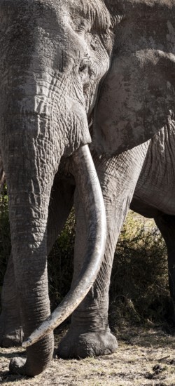 Animal portrait, African elephant (Loxodonta africana), the famous Super Tusker elephant Craig, old male with long tusks, Kajiado County, Kenya