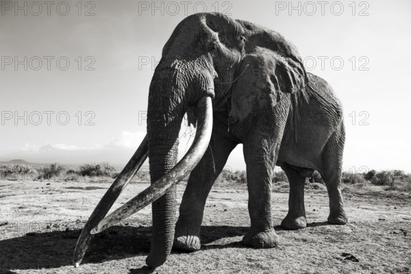 Black and white, African elephant (Loxodonta africana), the famous Super Tusker elephant Craig, old male with long tusks, Kajiado County, Kenya