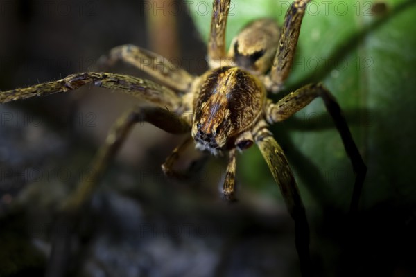 Night view of scary wolf spider (Lycosidae) in the jungle, Amani Nature Forest Reserve, Eastern Usambara Mountains, Tanga, Tanzania