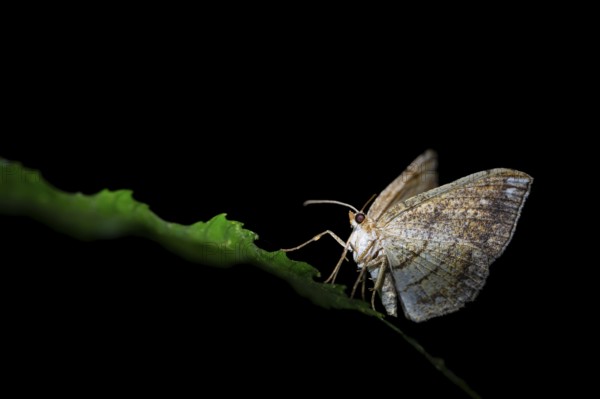 Moths at night in the jungle, Amani Nature Forest Reserve, Eastern Usambara Mountains, Tanga, Tanzania
