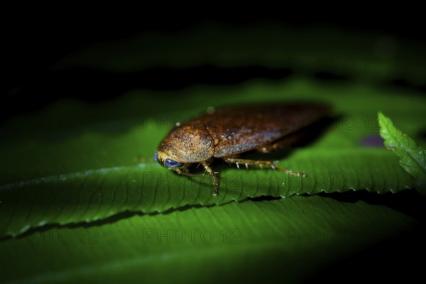 Cockroach (leaf todea) in the jungle, Amani Nature Forest Reserve, Eastern Usambara Mountains, Tanga, Tanzania