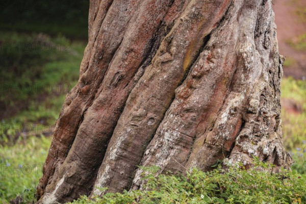 Tree grows spirally, Amani Nature Forest Reserve, Eastern Usambara Mountains, Tanga, Tanzania