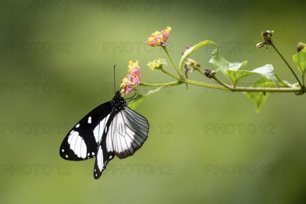 Friar butterfly (Amauris niavius), Amani Nature Forest Reserve, Eastern Usambara Mountains, Tanga, Tanzania