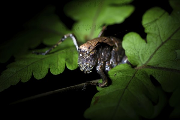 Night view, cricket in the jungle, Amani Nature Forest Reserve, Eastern Usambara Mountains, Tanga, Tanzania