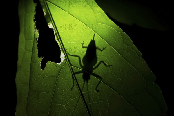 Grasshopper, shadow on a leaf at night in the jungle, Amani Nature Forest Reserve, Eastern Usambara Mountains, Tanga, Tanzania