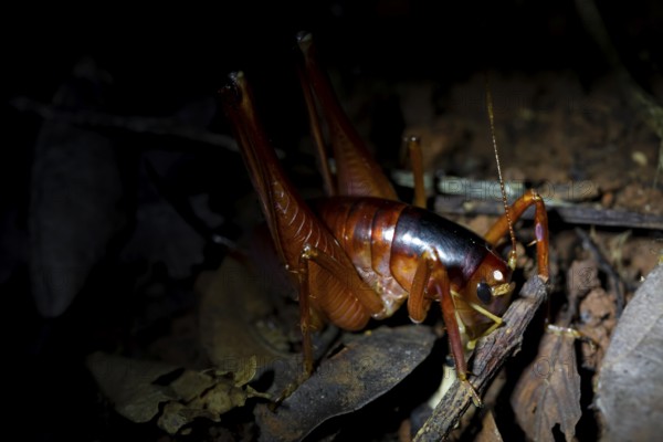 Great cricket in the jungle, Amani Nature Forest Reserve, Eastern Usambara Mountains, Tanga, Tanzania